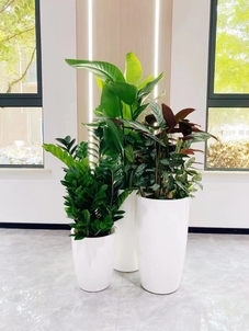 了解宁波慈溪绿植出租价格，开启绿色生活新篇章！